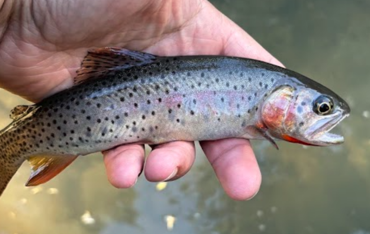 Stocking Brookies to Save Cutthroat